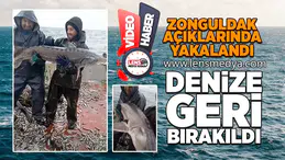 Zonguldak açıklarında yakalandı, denize geri bırakıldı