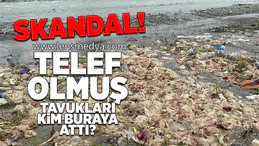 Skandal... Telef olmuş tavukları kim buraya attı?