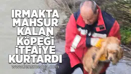 Irmakta mahsur kalan köpeği itfaiye kurtardı!
