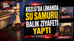Su samuru limanda balık ziyafeti yaptı!