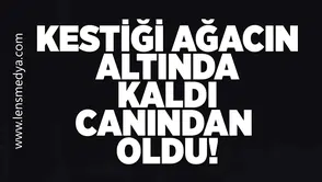 Kestiği ağacın altında kaldı canından oldu!