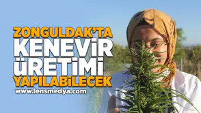 Zonguldak'ta kenevir üretimi yapılabilecek!