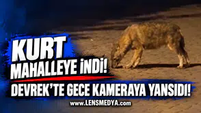KURT MAHALLEYE İNDİ! DEVREK’TE GECE KAMERAYA YANSIDI!