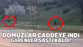 Yaban domuzları caddeye indi!