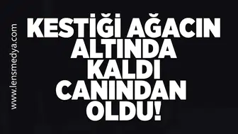 Kestiği ağacın altında kaldı canından oldu!