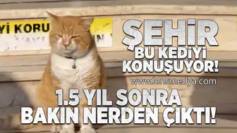 Şehir bu kediyi konuşuyor!