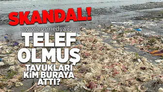 Skandal... Telef olmuş tavukları kim buraya attı?