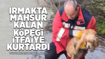 Irmakta mahsur kalan köpeği itfaiye kurtardı!