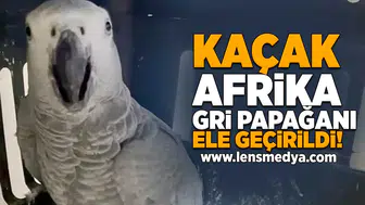 Kaçak Afrika Gri Papağanı ele geçirildi!
