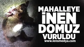 Aç kalan domuz mahalleye indi!