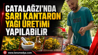 ÇATALAĞZI’NDA SARI KANTARON YAĞI ÜRETİMİ YAPILABİLİR