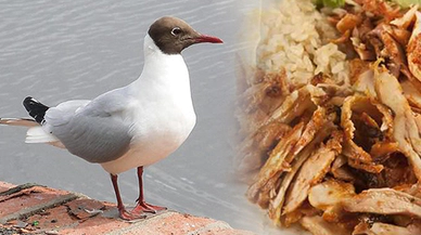 Müşterisine martı eti mi yedirdi ?