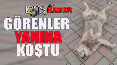 Görenler gözlerine inanamadı...