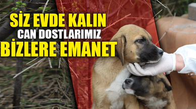 SİZ EVDE KALIN CAN DOSTLARIMIZ BİZE EMANET