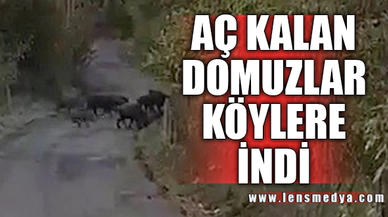 AÇ KALAN DOMUZLAR KÖYLERE İNDİ