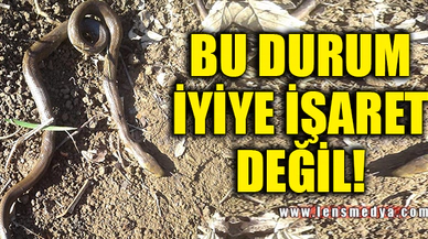 BU DURUM İYİYE İŞARET DEĞİL!