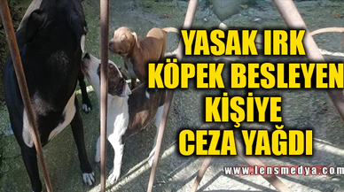 YASAK IRK KÖPEK BESLEYEN VATANDAŞA CEZA YAĞDI