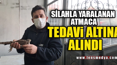 SİLAHLA YARALANAN ATMACA TEDAVİ ALTINA ALINDI