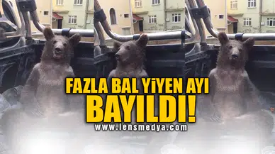 FAZLA BAL YİYEN AYI BAYILDI!