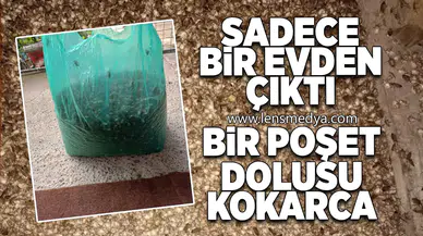 Sadece bir evden çıktı... Bir poşet dolusu kokarca!