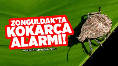 Zonguldak'ta kokarca alarmı!