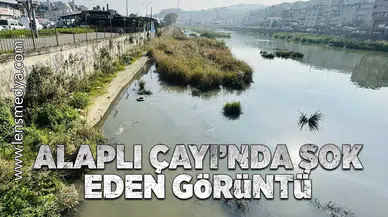 Alaplı Çayı'nda şok eden görüntü!