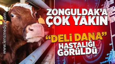 Zonguldak'a çok yakın... "Deli Dana" hastalı