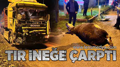 TIR ineğe çarptı... Hayvan telef oldu