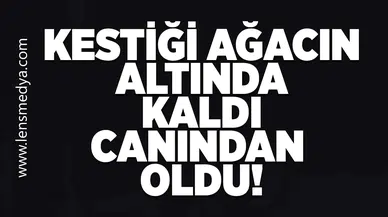 Kestiği ağacın altında kaldı canından oldu!