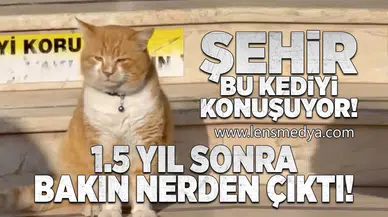 Şehir bu kediyi konuşuyor!