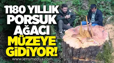 1180 Yıllık Porsuk Ağacı Müzeye Gidiyor