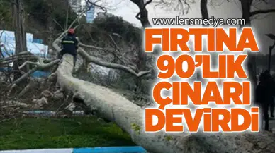 Fırtına 90’lık Çınarı Devirdi