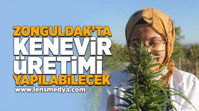 Zonguldak'ta kenevir üretimi yapılabilecek!