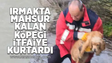 Irmakta mahsur kalan köpeği itfaiye kurtardı!