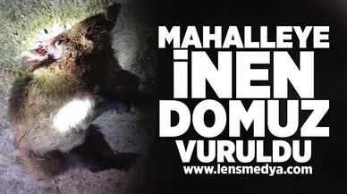 Aç kalan domuz mahalleye indi!