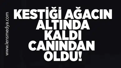 Kestiği ağacın altında kaldı canından oldu!