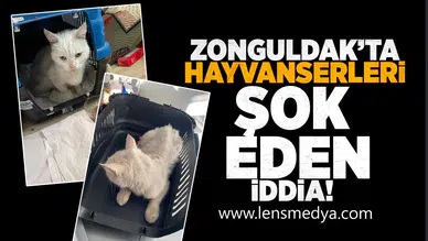 Zonguldak'ta hayvanseverleri şok eden iddia!
