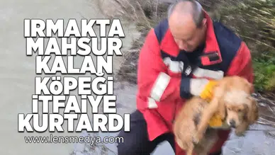 Irmakta mahsur kalan köpeği itfaiye kurtardı!