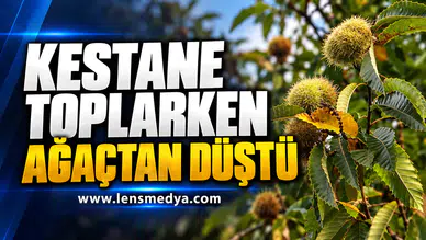 KESTANE TOPLARKEN AĞAÇTAN DÜŞTÜ