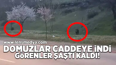 Yaban domuzları caddeye indi!