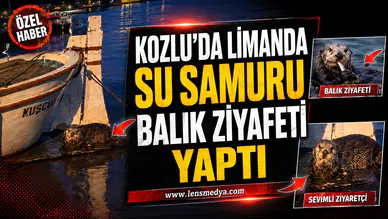 Su samuru limanda balık ziyafeti yaptı!