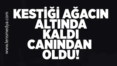 Kestiği ağacın altında kaldı canından oldu!