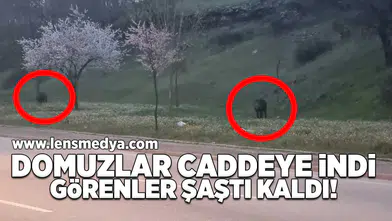 Yaban domuzları caddeye indi!