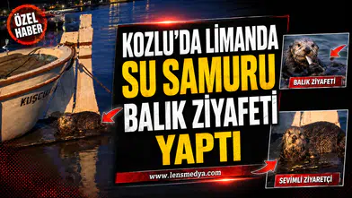 Su samuru limanda balık ziyafeti yaptı!