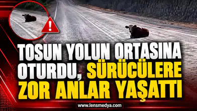 TOSUN YOLUN ORTASINA OTURDU, SÜRÜCÜLERE ZOR ANLAR YAŞATTI