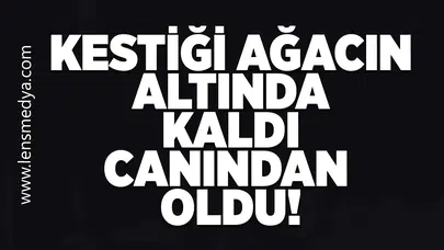 Kestiği ağacın altında kaldı canından oldu!