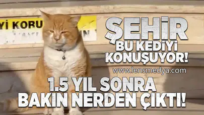 Şehir bu kediyi konuşuyor!