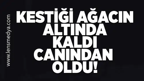 Kestiği ağacın altında kaldı canından oldu!