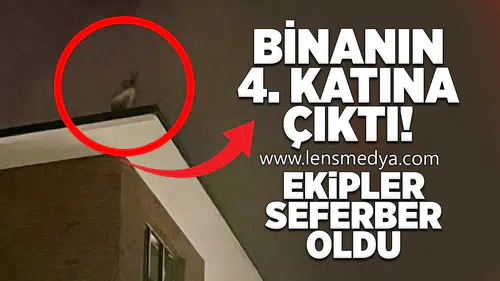 Binanın 4. katına çıktı: Ekipler seferber oldu!