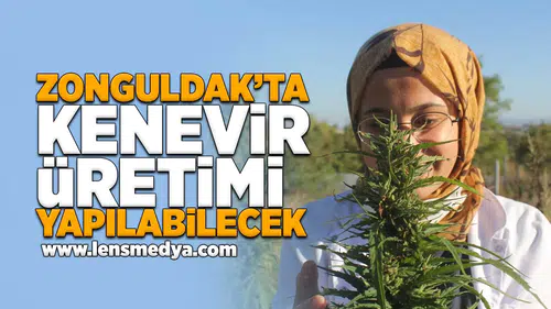 Zonguldak'ta kenevir üretimi yapılabilecek!
